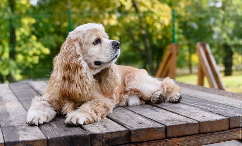 shutterstock_2441675853 (1) (1) (1) shutterstock_2441675853 (1) (1) (1)