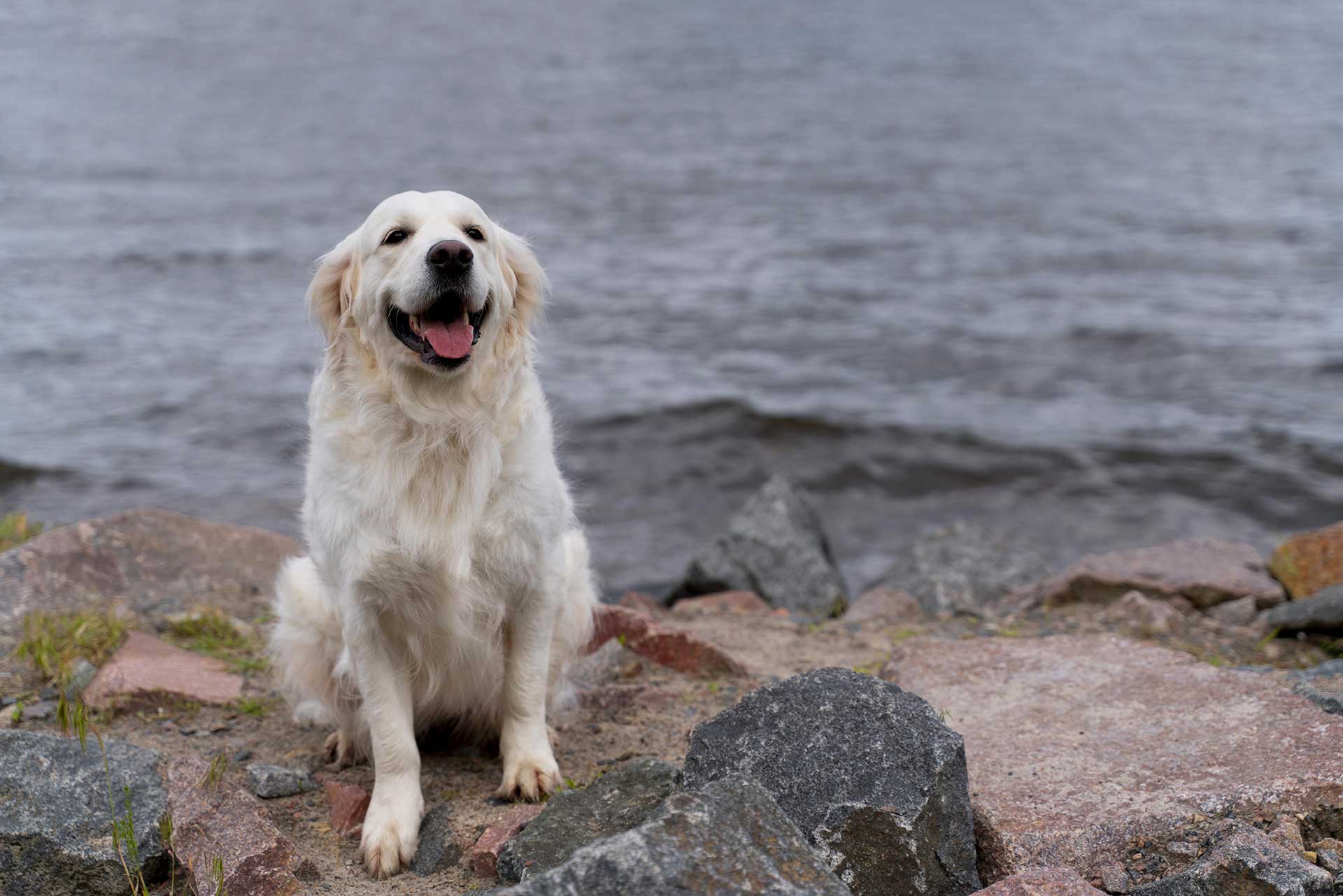 Golden Retriever :: O seu melhor amigo