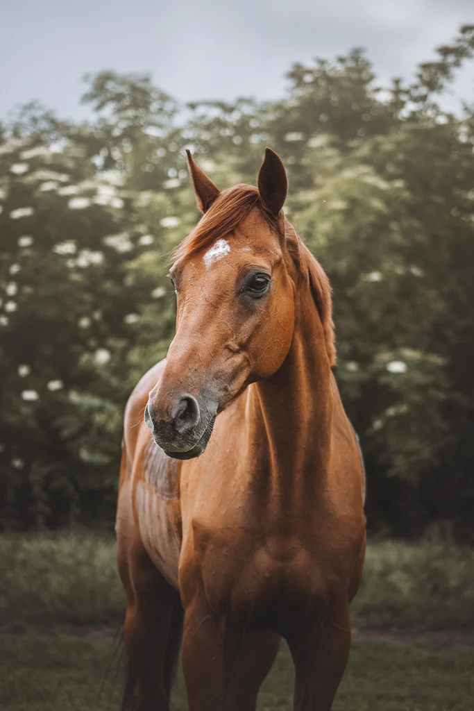 Horseback Riding_english-thoroughbred-horse-field Dream Guincho